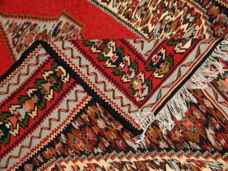 セネキリムのとっても綺麗な模様と色126000