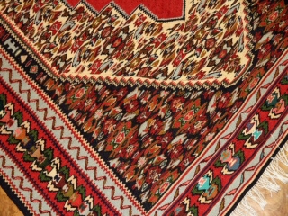 セネキリムのとっても綺麗な模様と色126000