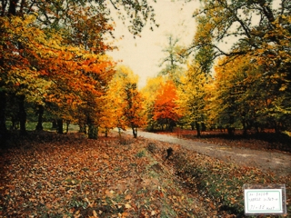 紅葉絨毯、秋の風景タペストリーペルシャ絨毯50104