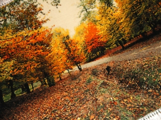 紅葉絨毯、秋の風景タペストリーペルシャ絨毯50104
