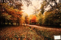 ペルシャ絨毯タブリーズ秋の風景タペストリー49106