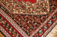 セネキリムのとっても綺麗な模様と色126000