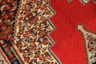 セネキリムのとっても綺麗な模様と色126000