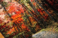 じゅうたん紅葉の風景、自然景色のペルシャ50102