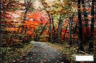 じゅうたん紅葉の風景、自然景色のペルシャ50102