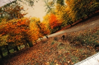 紅葉絨毯、秋の風景タペストリーペルシャ絨毯50104