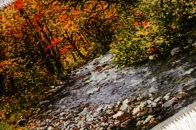 森の風景と川のピクチャー手織りタブリーズ絨毯50106