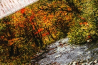 森の風景と川のピクチャー手織りタブリーズ絨毯50106