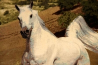 白馬絨毯、ペルシャ絨毯タブリーズピクチャー模様55357