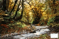 川の風景のピクチャー模様手織りペルシャ絨毯50105