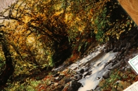 川の風景のピクチャー模様手織りペルシャ絨毯50105