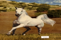 白馬絨毯、ペルシャ絨毯タブリーズピクチャー模様55357